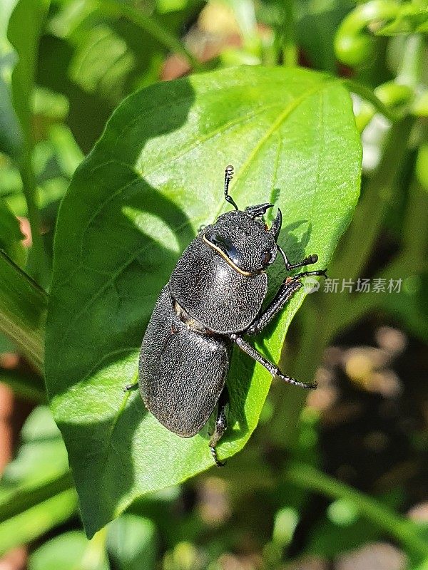 光束甲虫(Dorcus parallelipipedus)